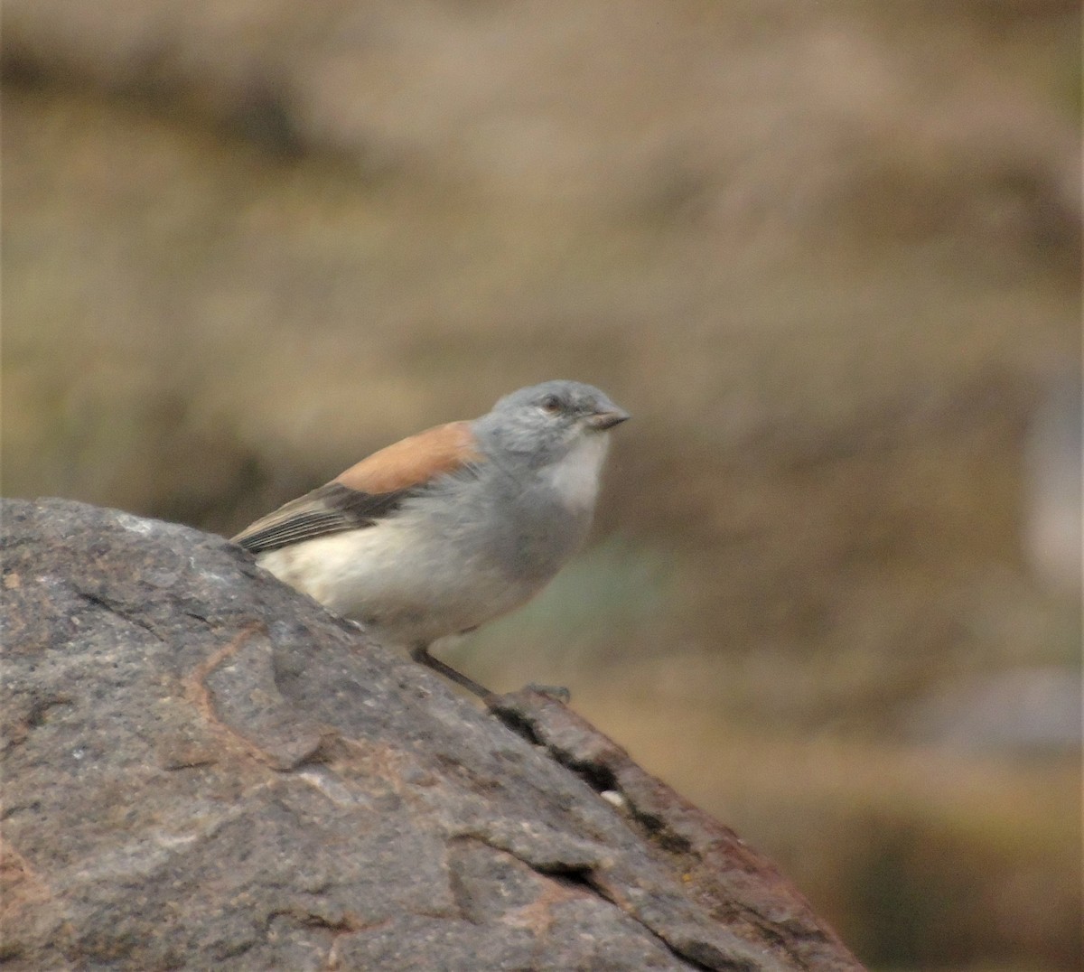 Gray-hooded Sierra Finch - ML612136479