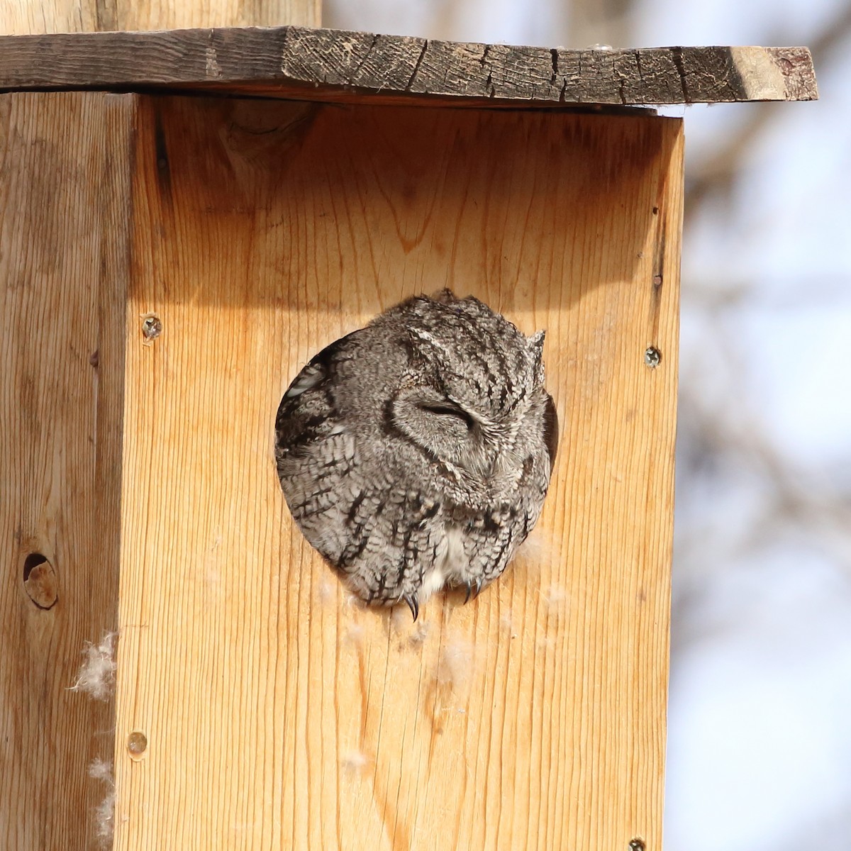 Western Screech-Owl - Susan Hunter