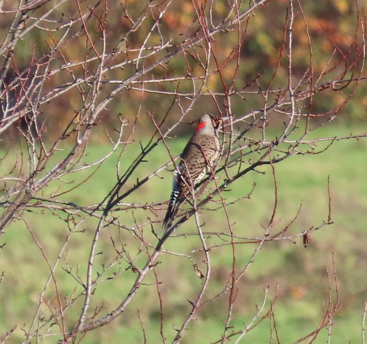 Pic flamboyant (hybride forme dorée x rosée) - ML612136667