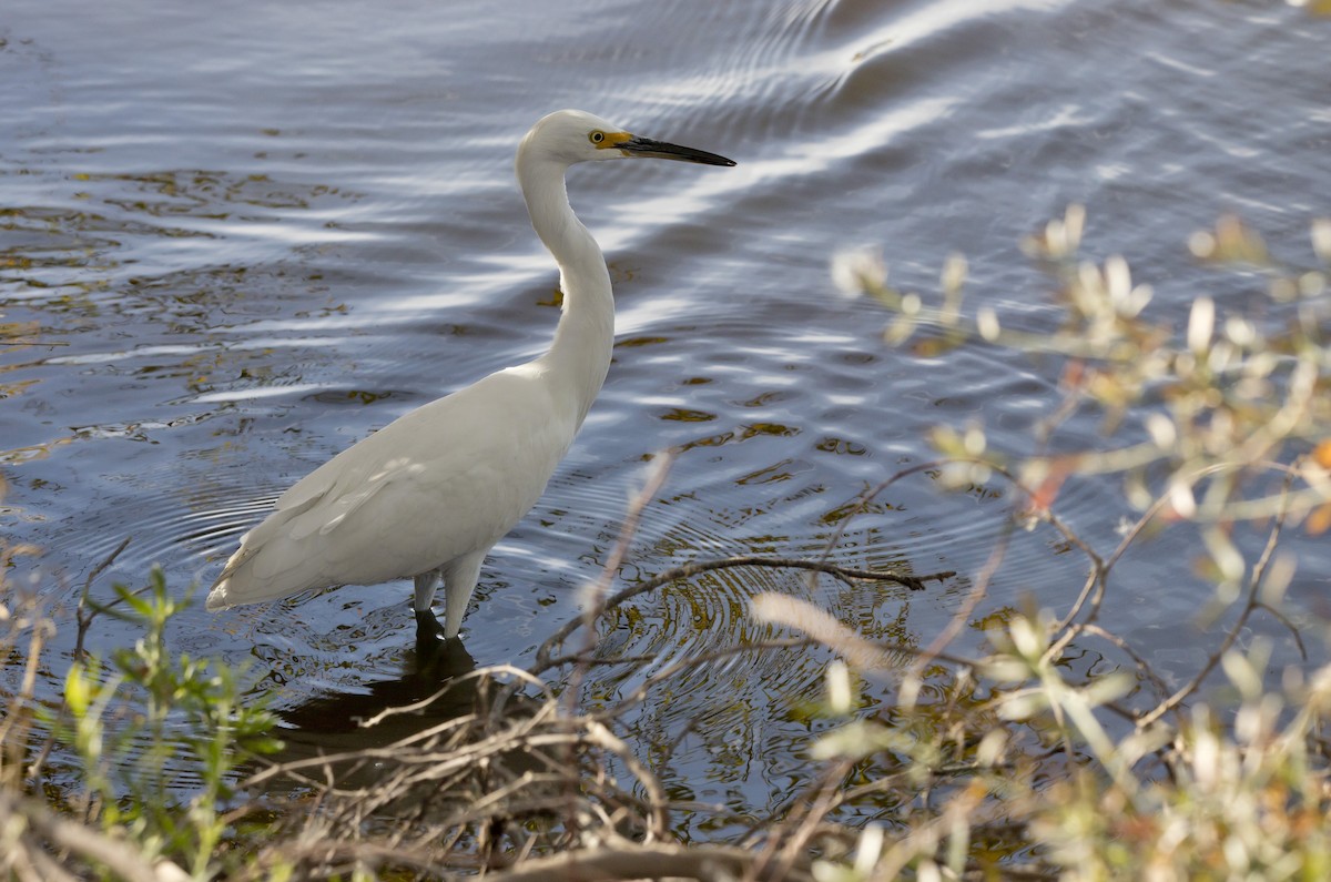 Snowy Egret - ML612136690