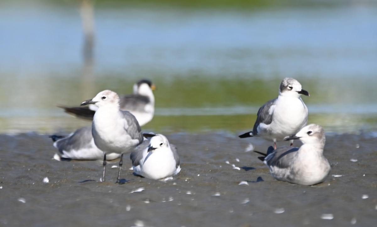 Gaviota Guanaguanare - ML612136695