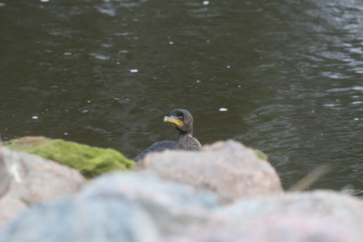 Double-crested Cormorant - Sean  Smith