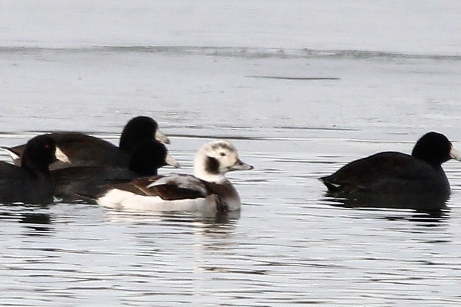 Long-tailed Duck - ML612136722