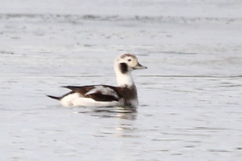 Long-tailed Duck - ML612136723