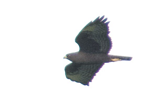 Short-tailed Hawk - ML612136739