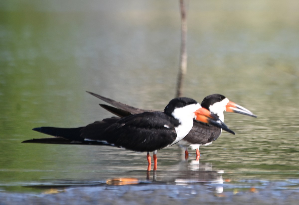 Black Skimmer - ML612136759