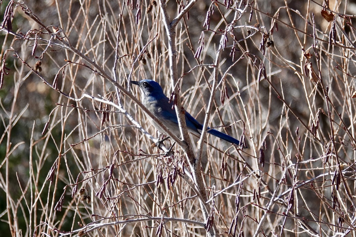 Woodhouse's Scrub-Jay - Christine McCandless