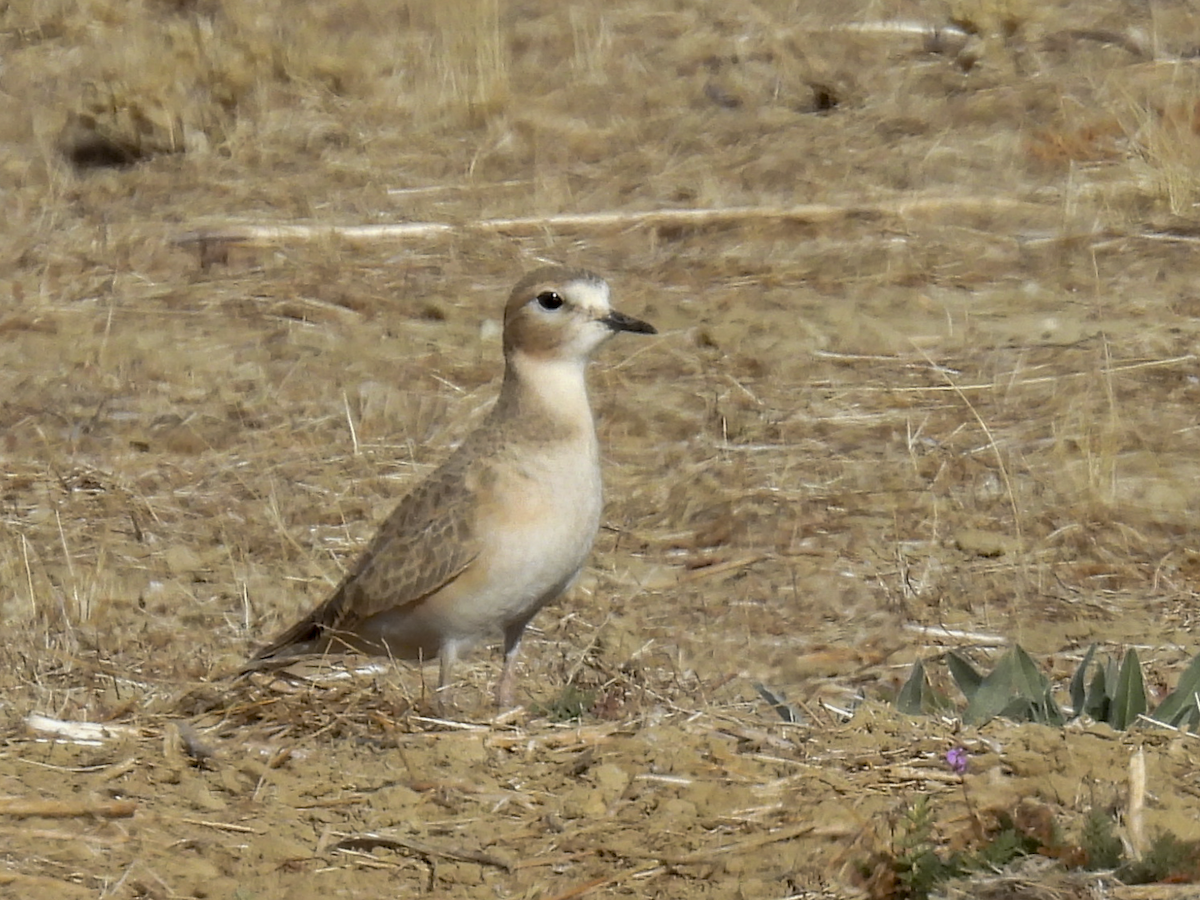 Mountain Plover - Jeanette Stone