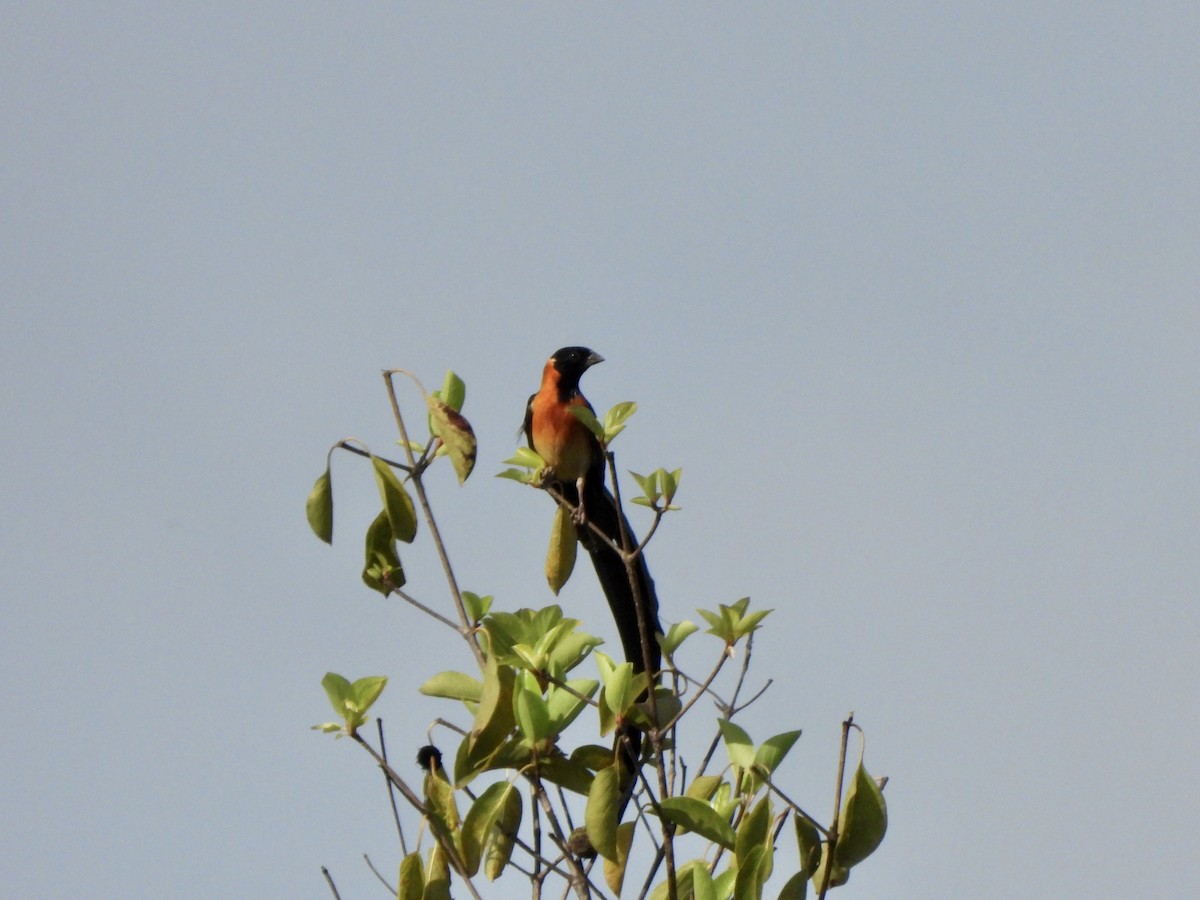 Exclamatory Paradise-Whydah - Bev Agler