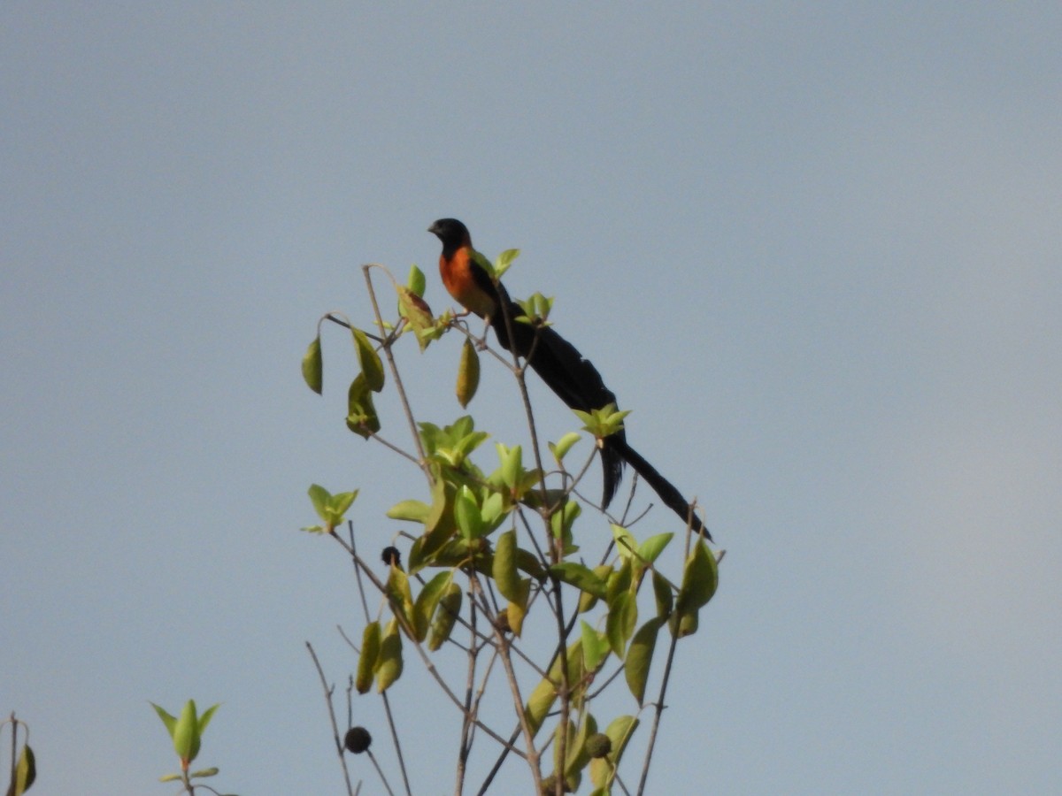 Exclamatory Paradise-Whydah - ML612136996