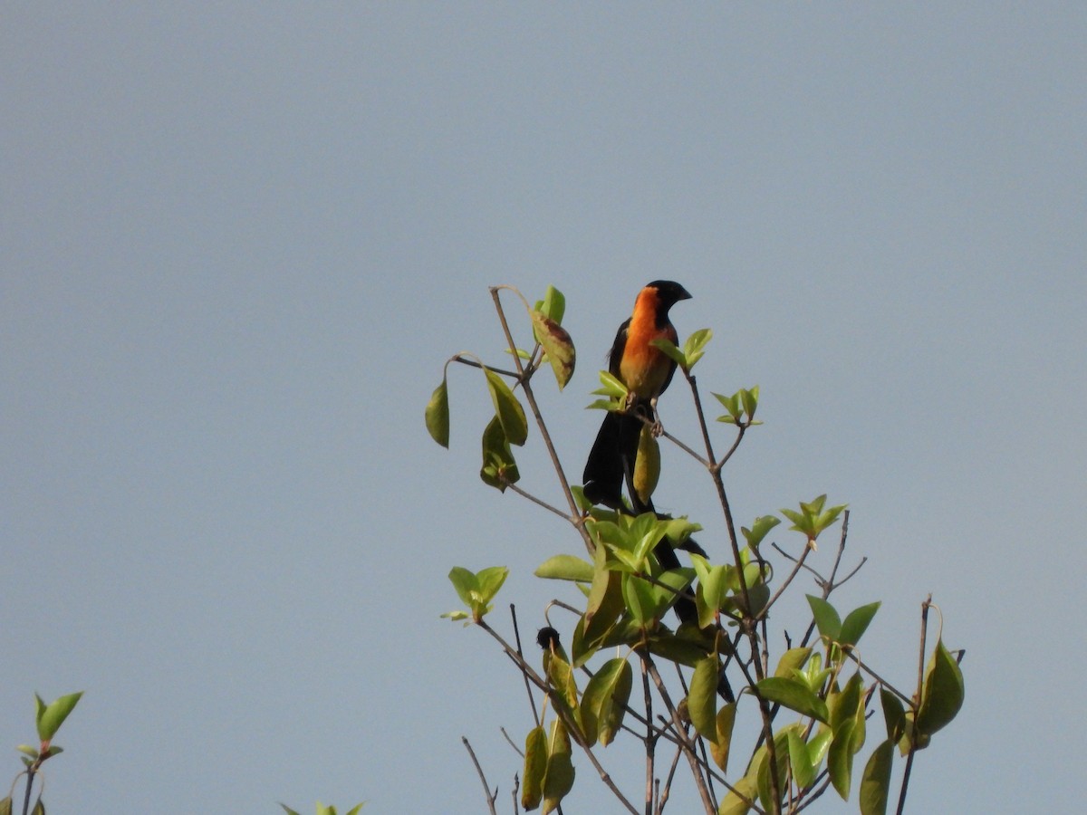 Exclamatory Paradise-Whydah - ML612136997