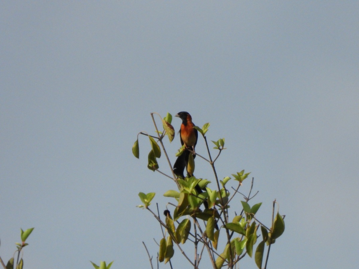 Exclamatory Paradise-Whydah - ML612136999