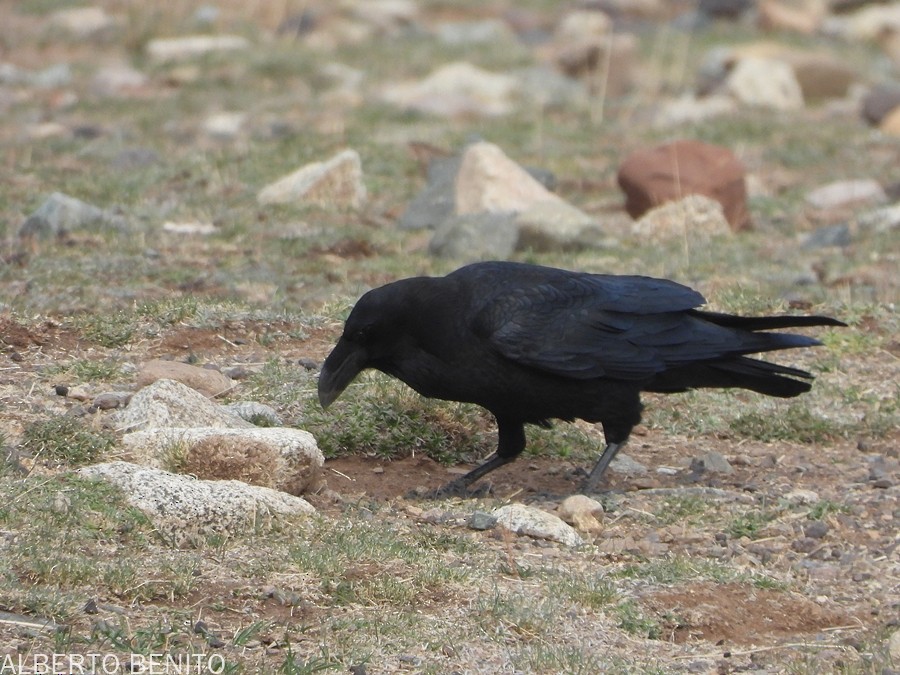 Common Raven - ML612137193