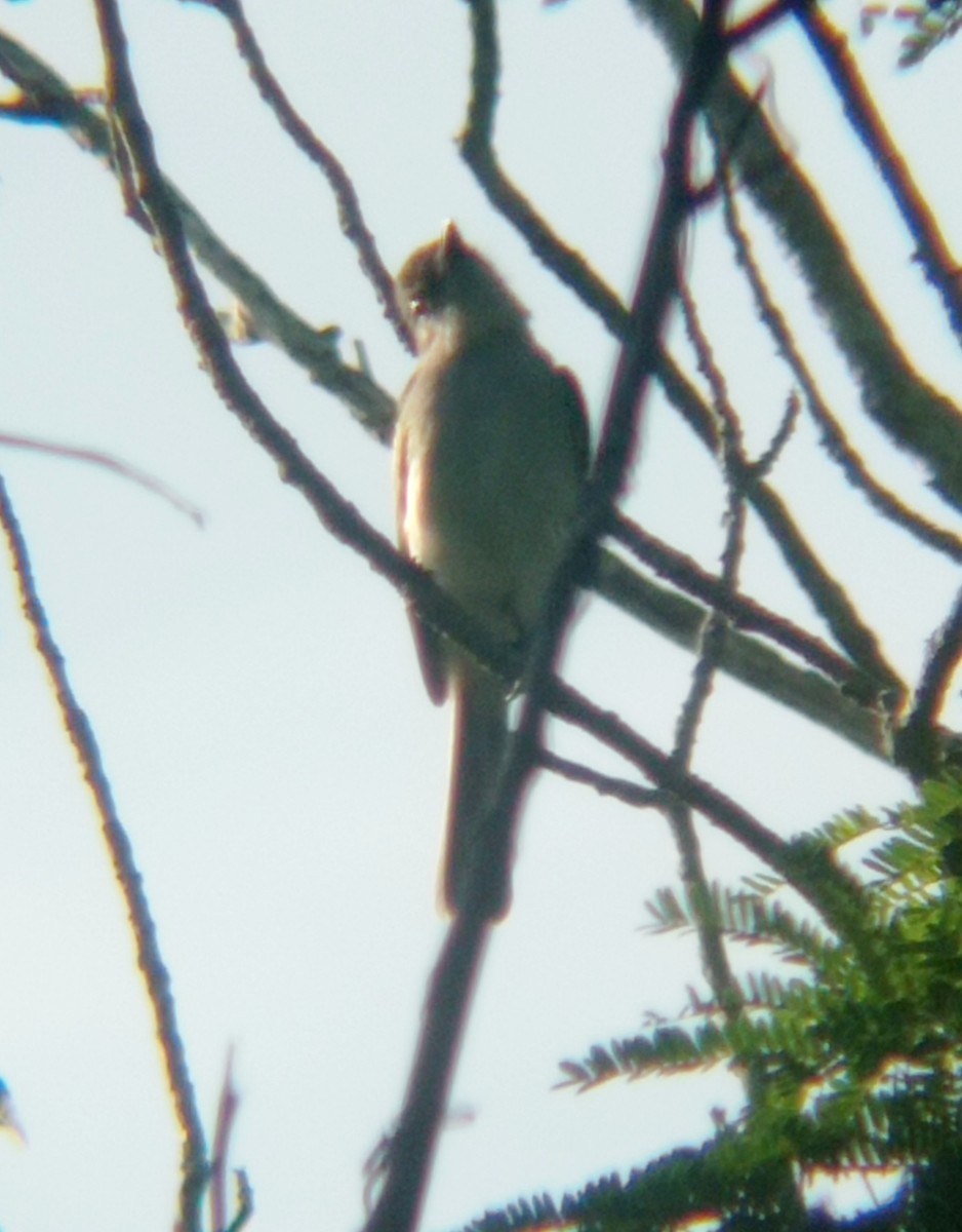 La Sagra's Flycatcher - Darien Piña Davila