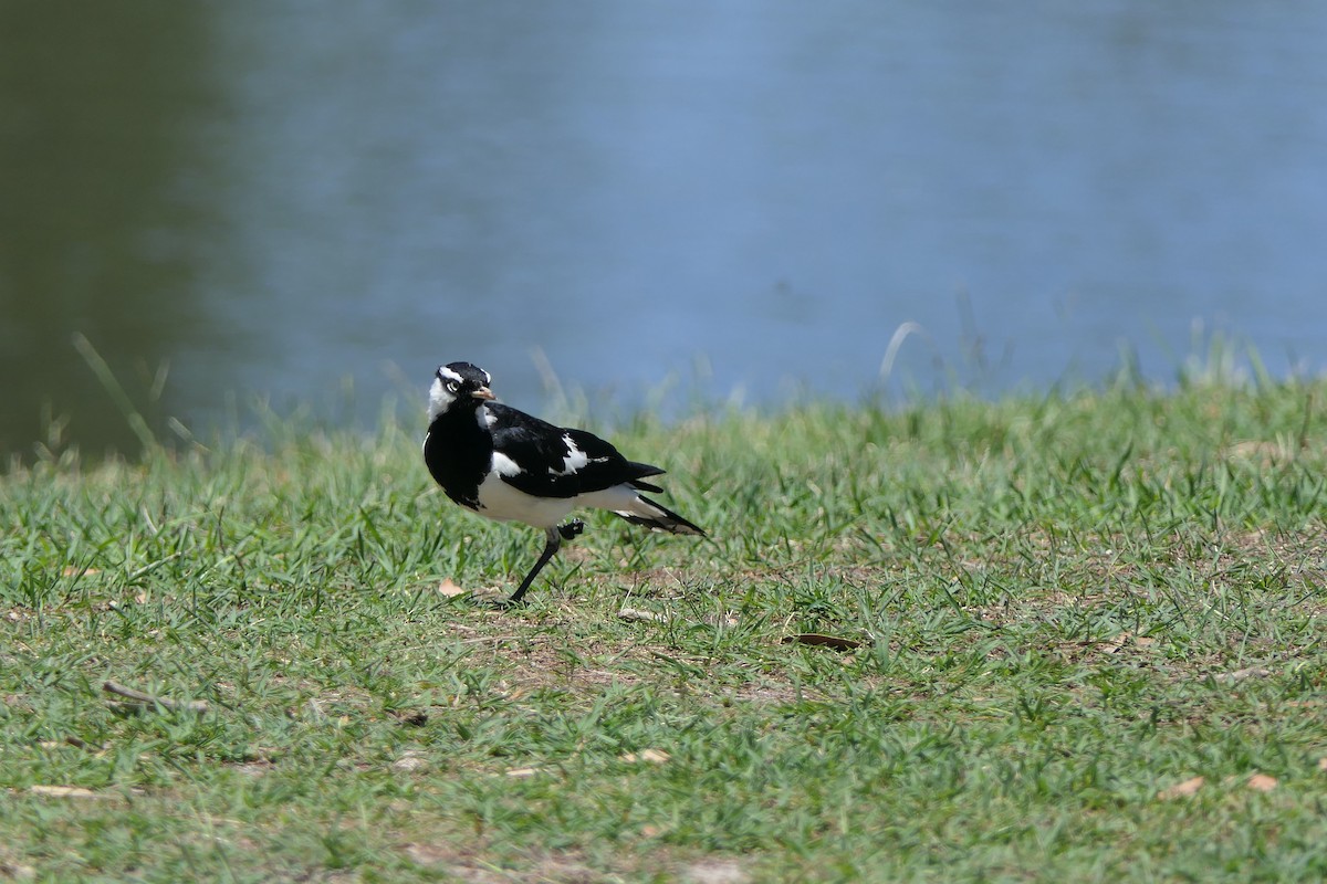 Magpie-lark - ML612137320