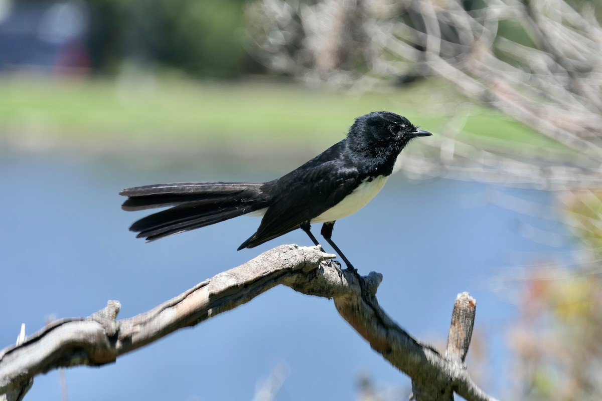 Willie-wagtail - ML612137385