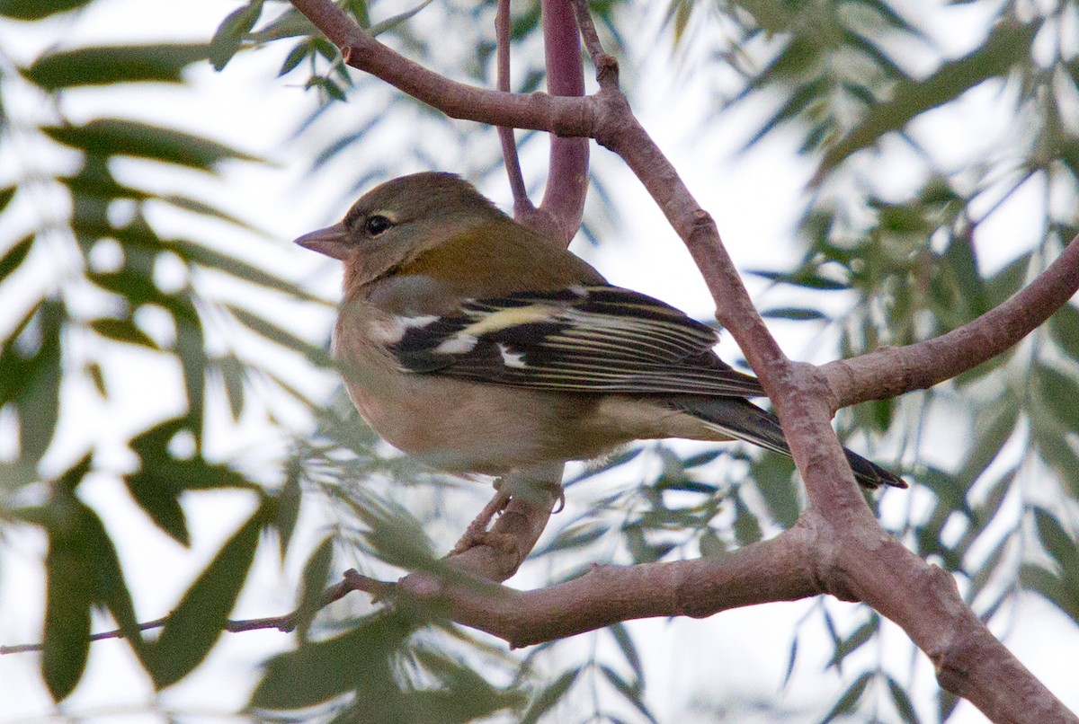 African Chaffinch - ML612137415