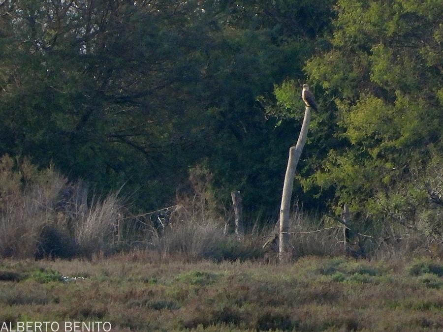 káně bělochvostá (ssp. cirtensis) - ML612137421