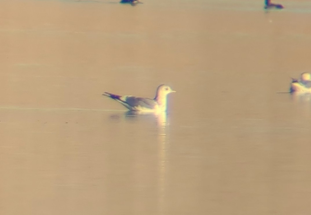 Short-billed Gull - Jesse Pline