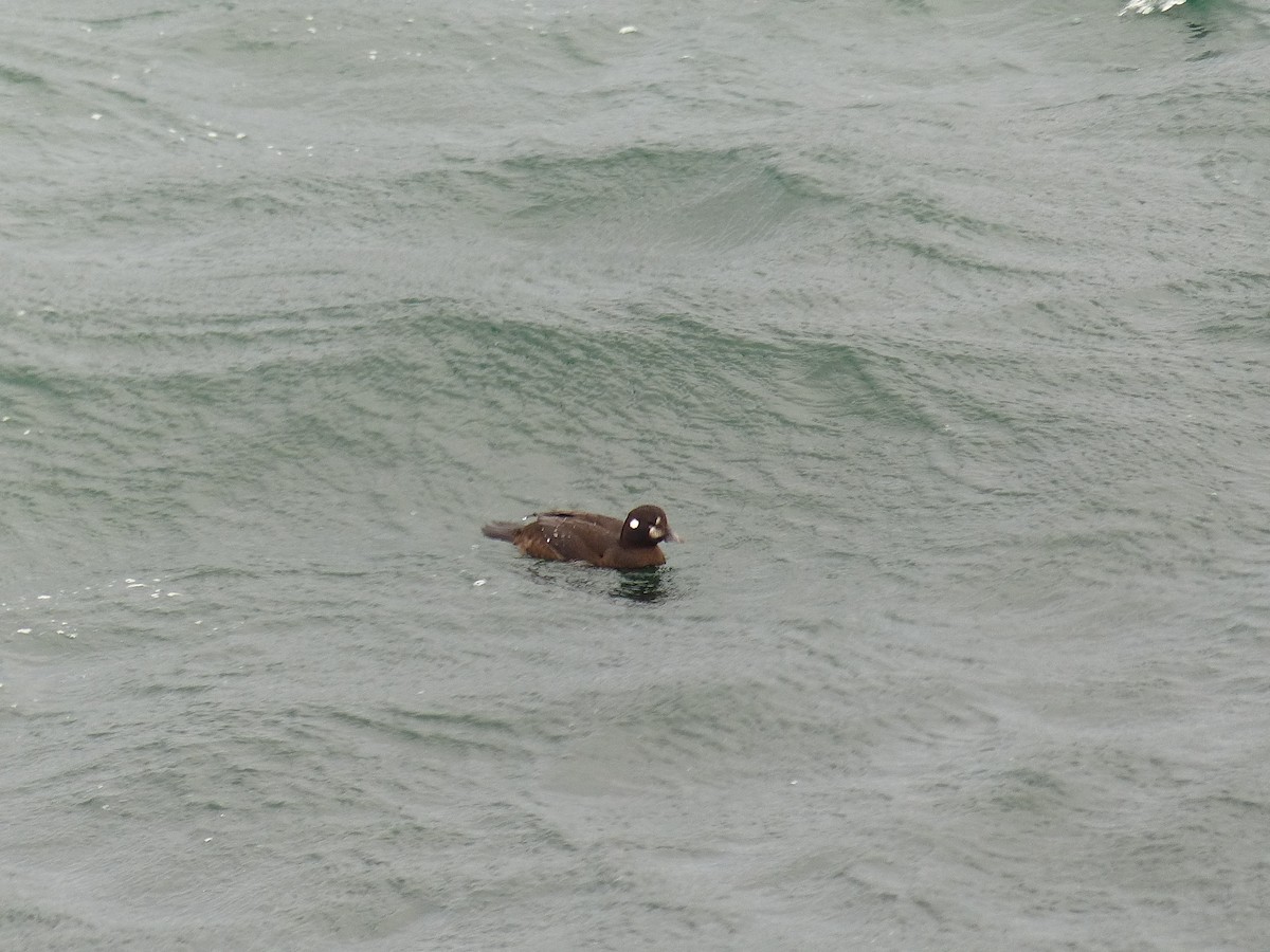 Harlequin Duck - ML612137437