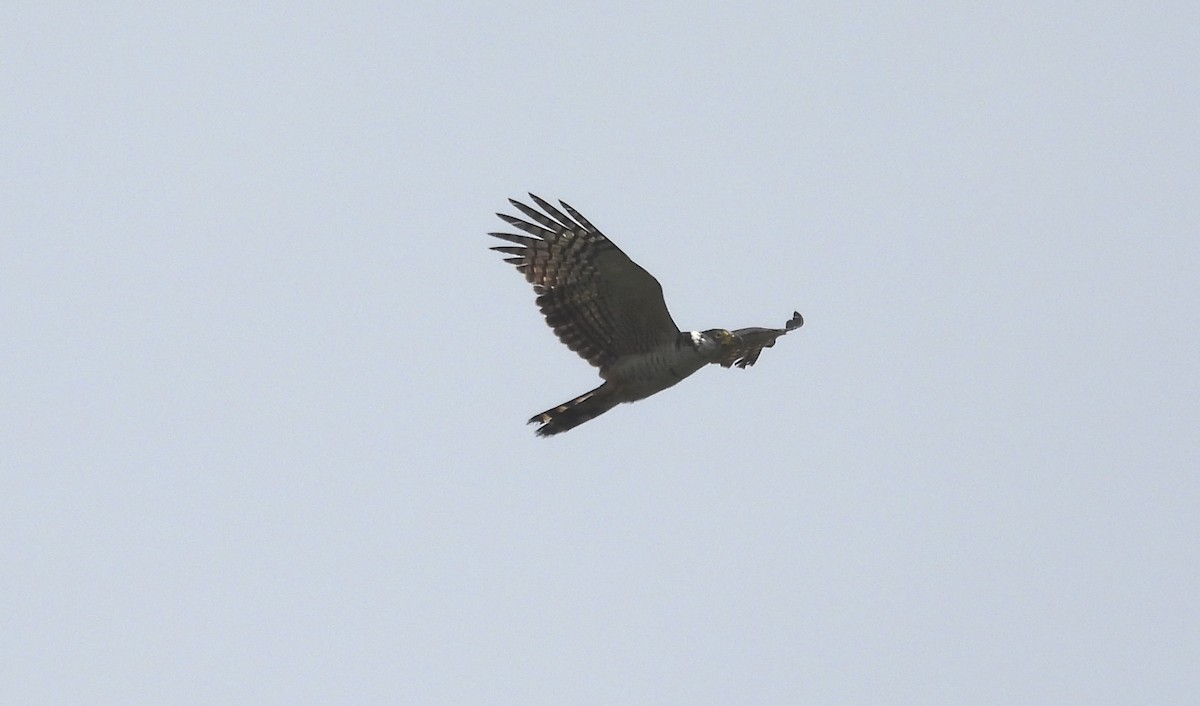 Hook-billed Kite - ML612137450