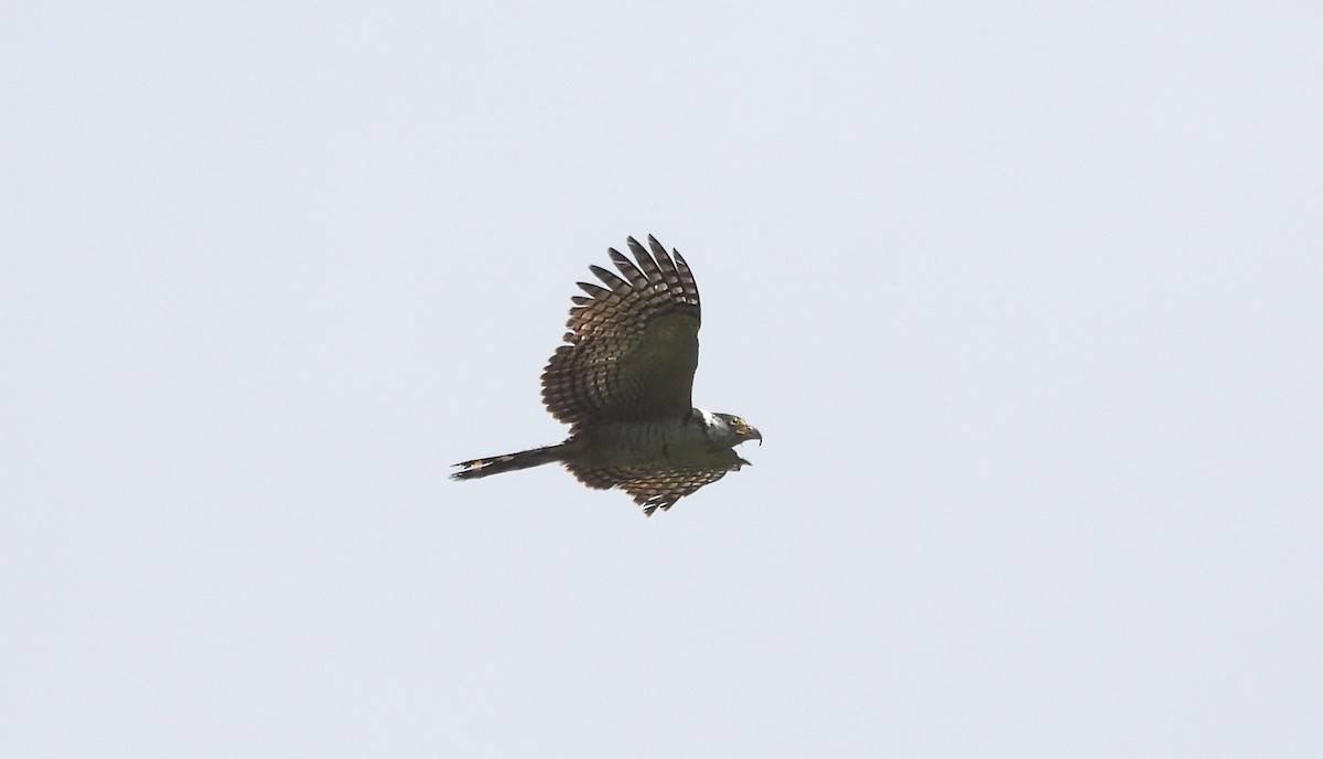 Hook-billed Kite - ML612137451