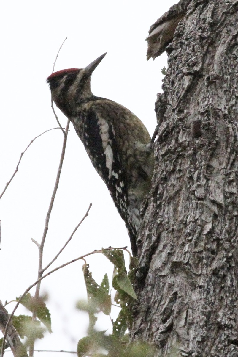 Yellow-bellied Sapsucker - ML612137452