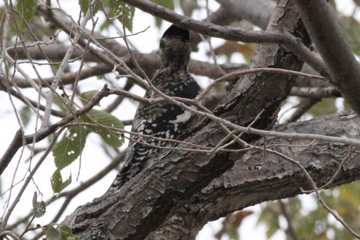 Yellow-bellied Sapsucker - ML612137453