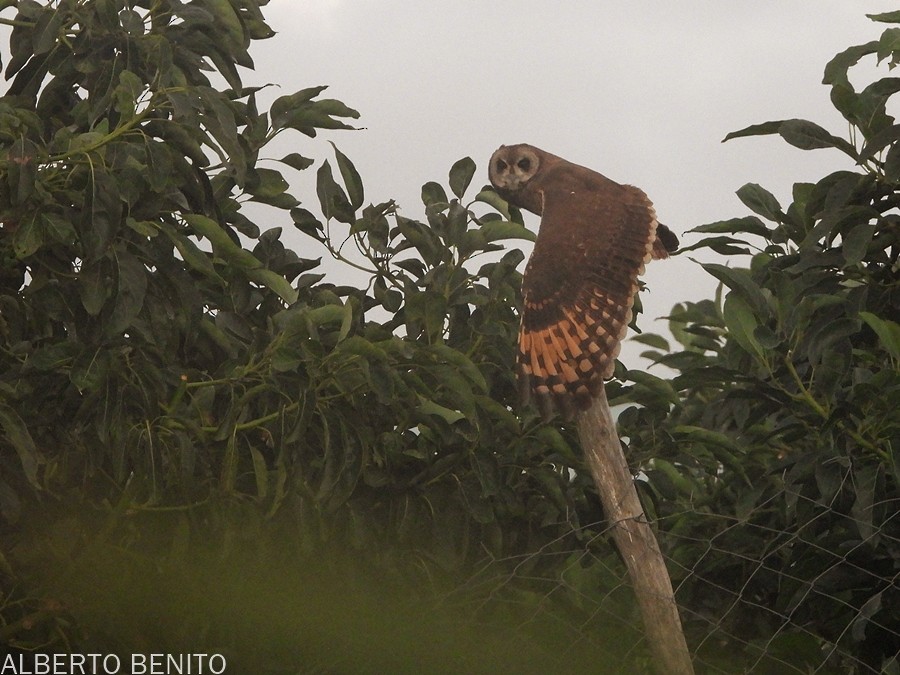 Marsh Owl - Alberto Benito