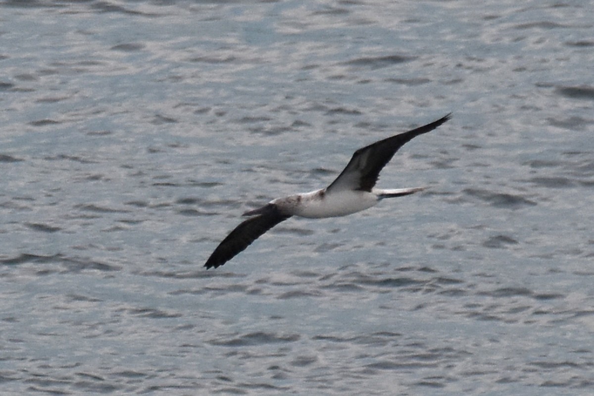 Blue-footed Booby - ML612137502