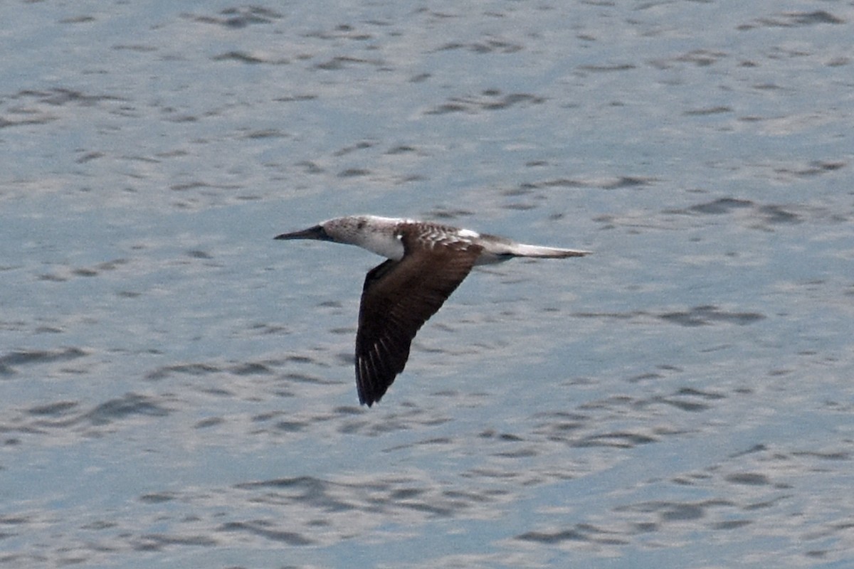 Blue-footed Booby - ML612137506