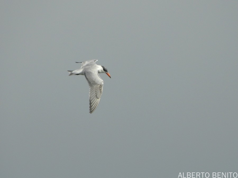 Caspian Tern - ML612137535