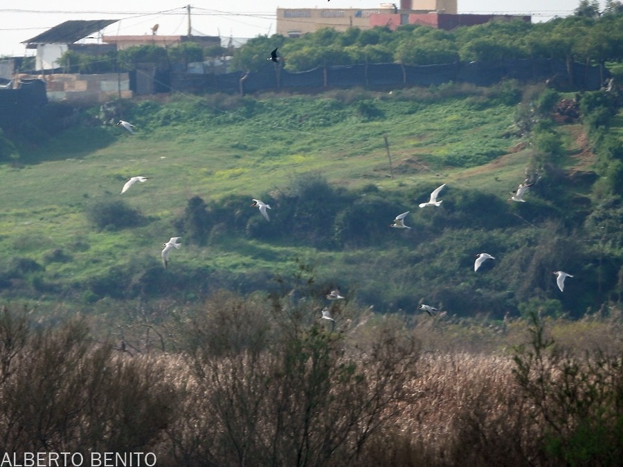 Caspian Tern - ML612137536