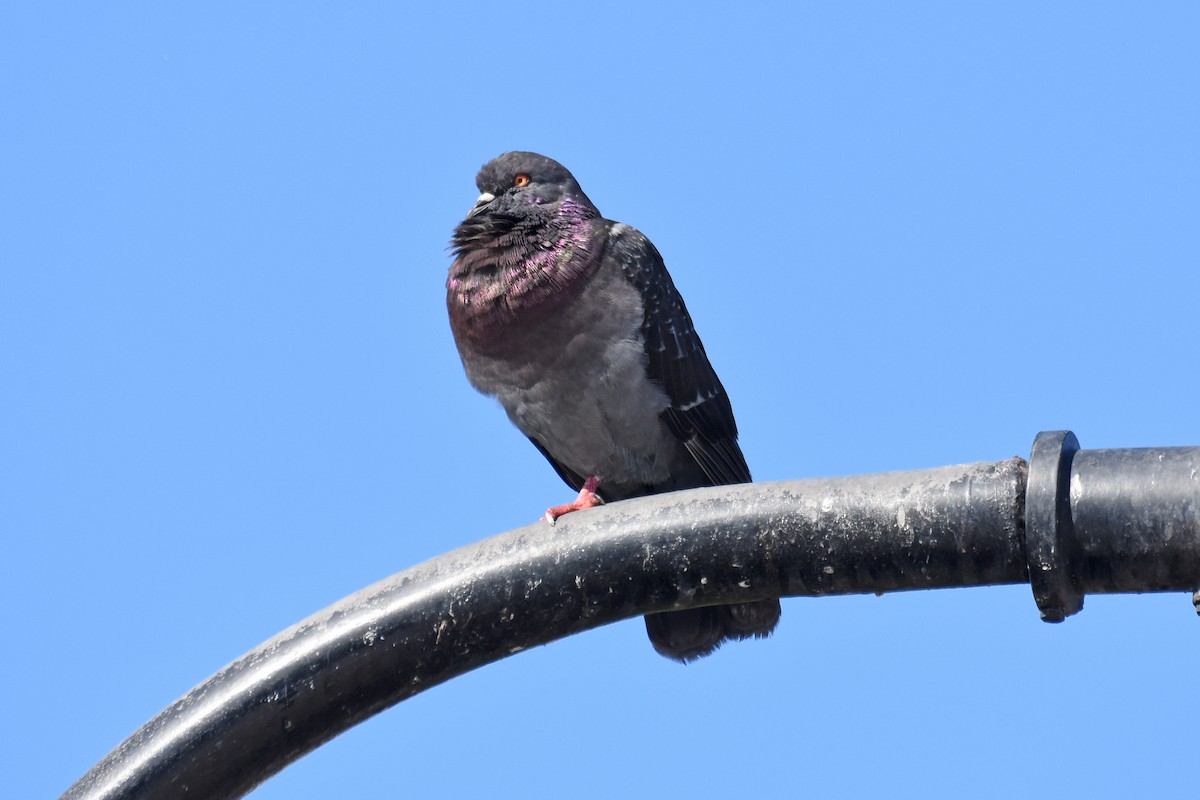 יונת בית - ML612137593