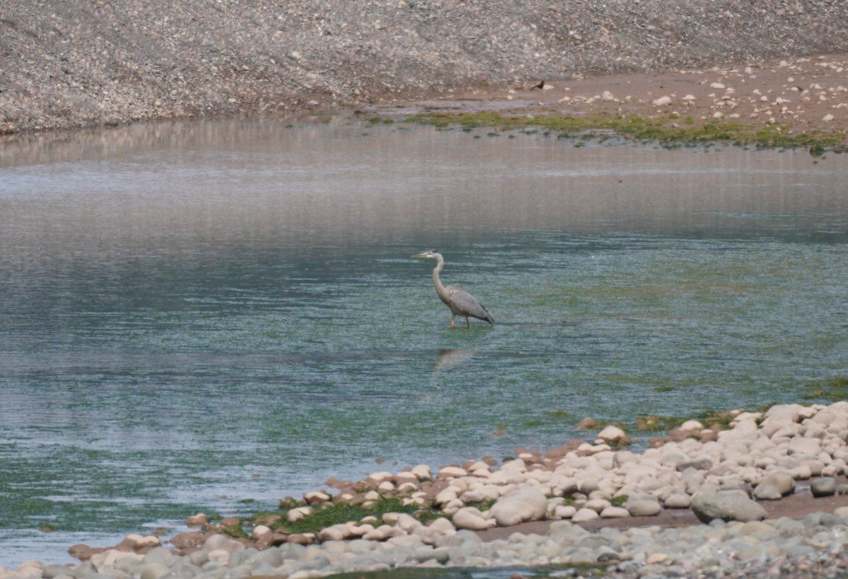 Great Blue Heron - ML612137602