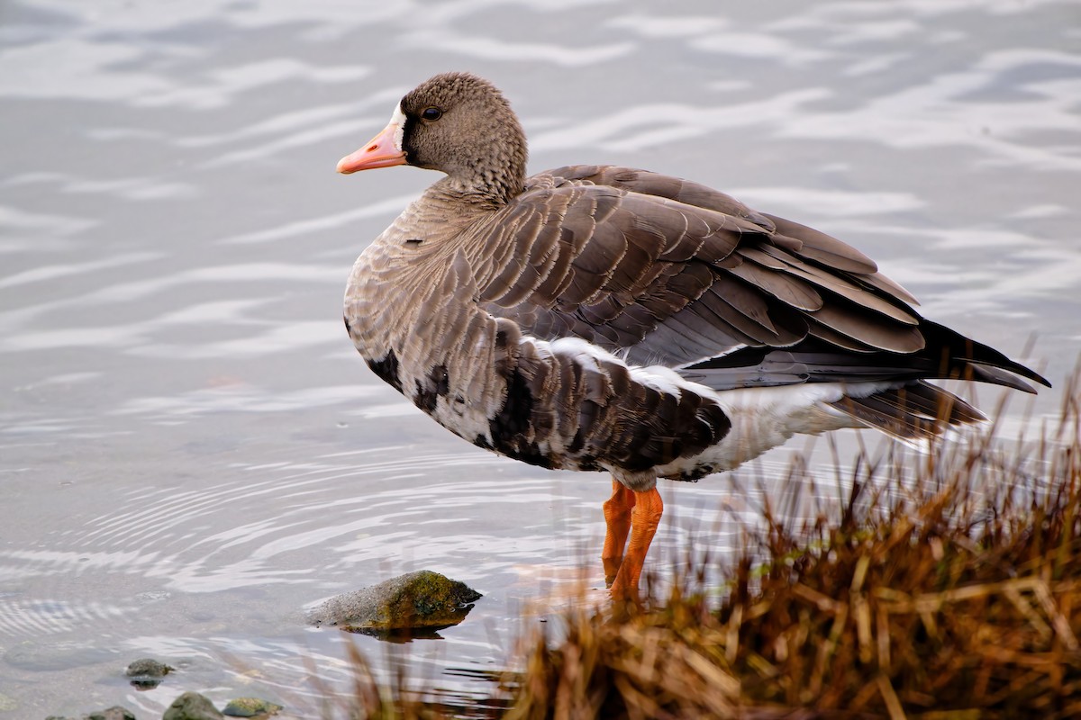 Greater White-fronted Goose - ML612137645