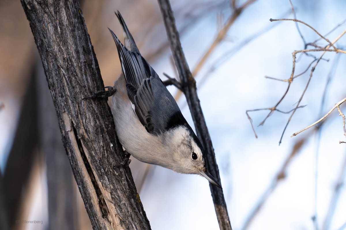 White-breasted Nuthatch - ML612137651