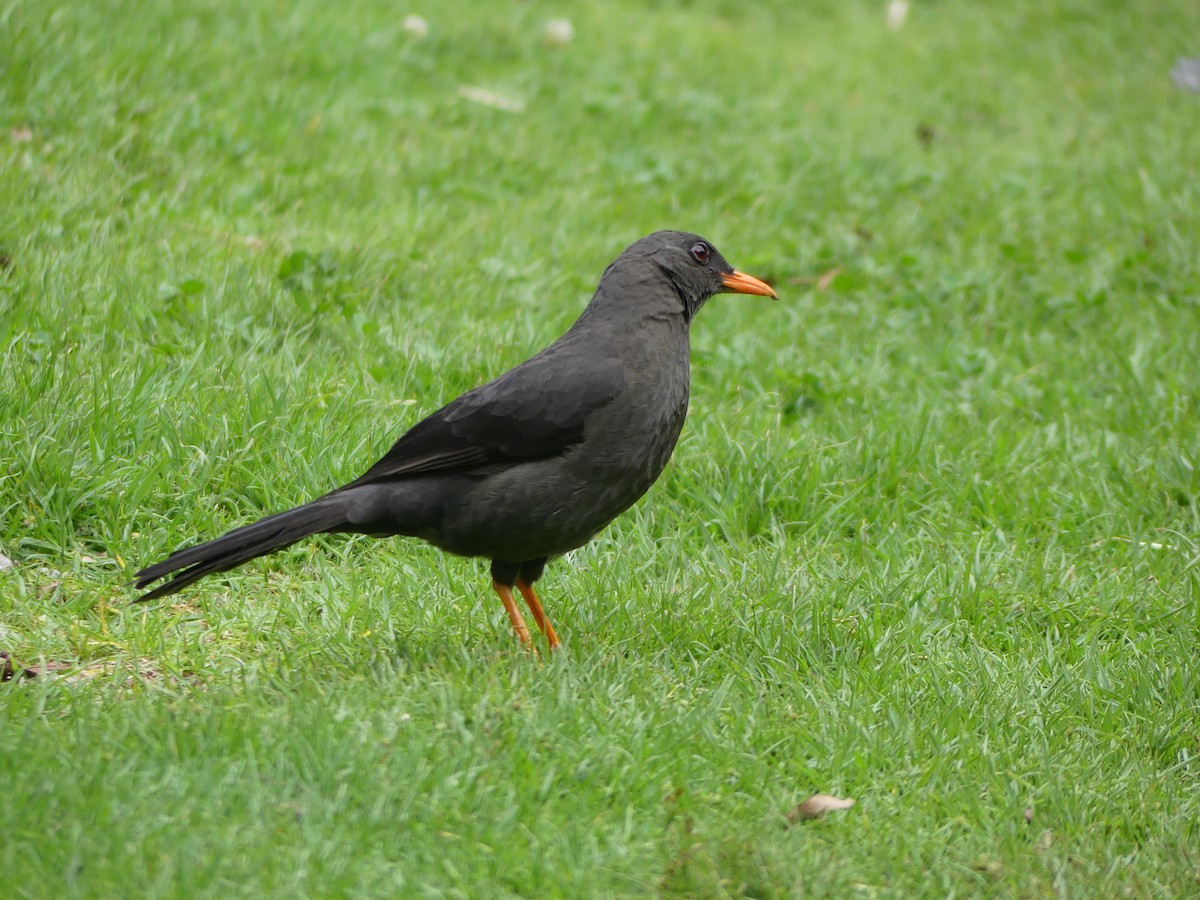 Great Thrush - ML612137718