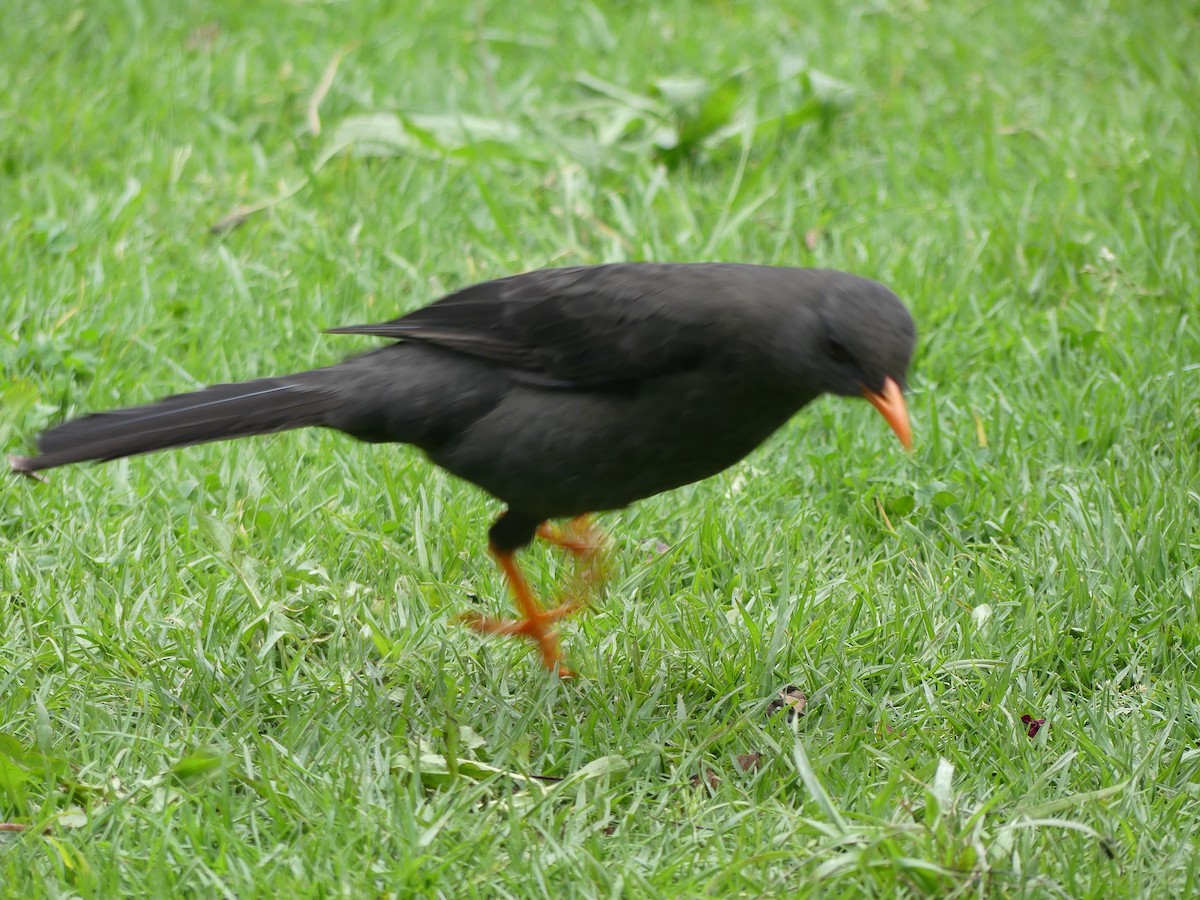 Great Thrush - ML612137719