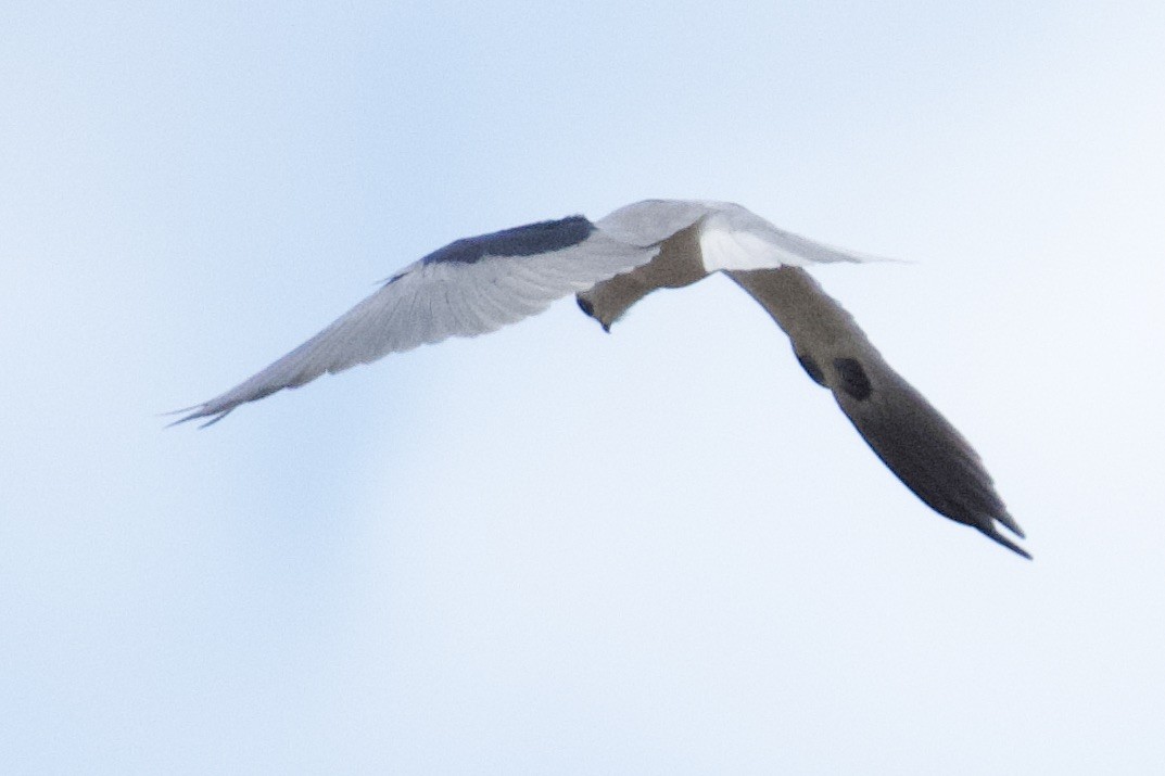 White-tailed Kite - ML612137741