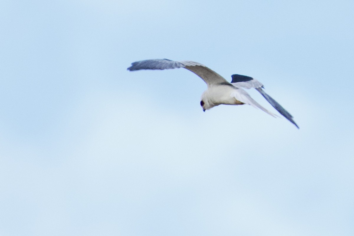 White-tailed Kite - ML612137747