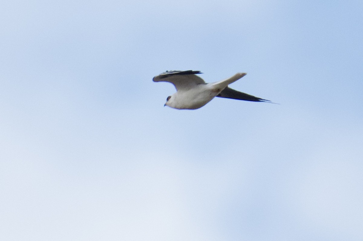 White-tailed Kite - ML612137762