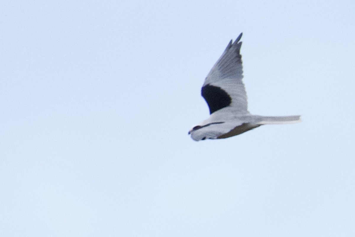 White-tailed Kite - ML612137767