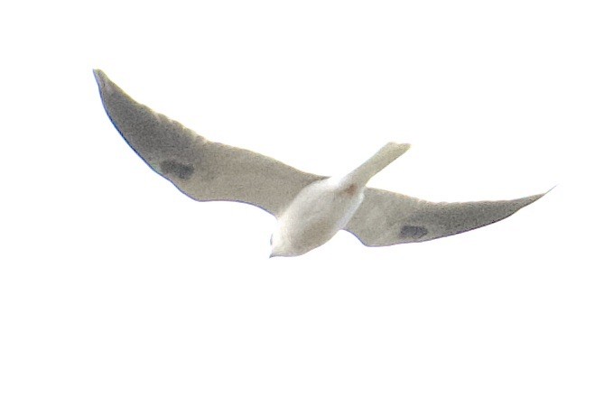 White-tailed Kite - ML612137775