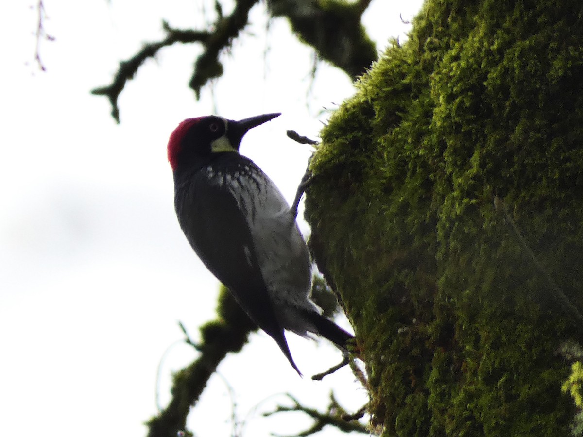 Acorn Woodpecker - Jeff Harding