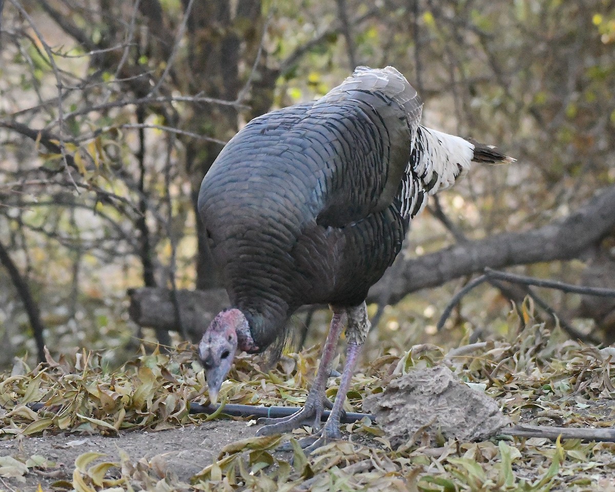 Wild Turkey - ML612137851