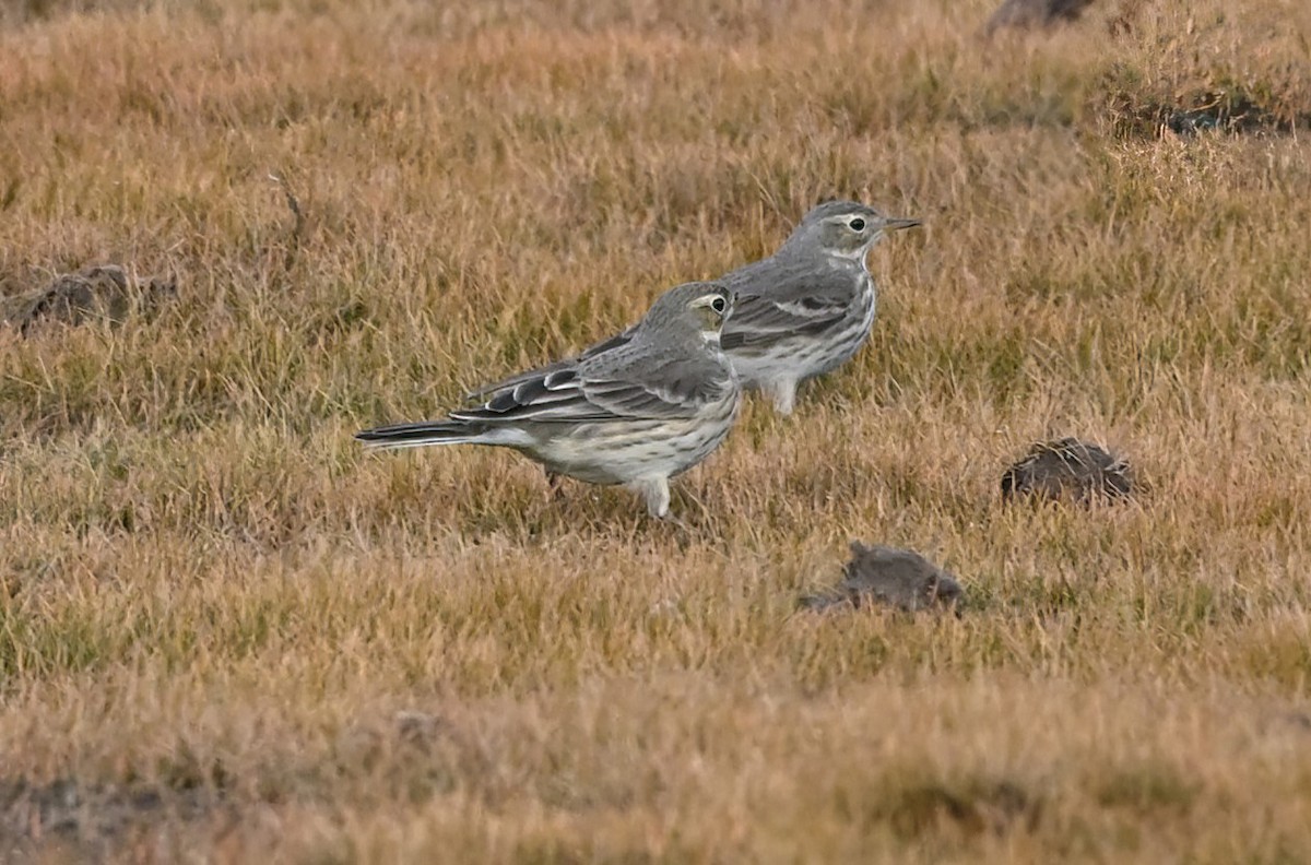 American Pipit - ML612137872