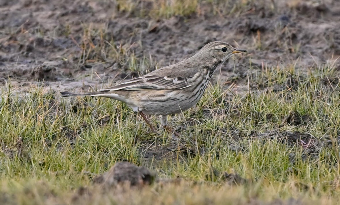 American Pipit - ML612137873