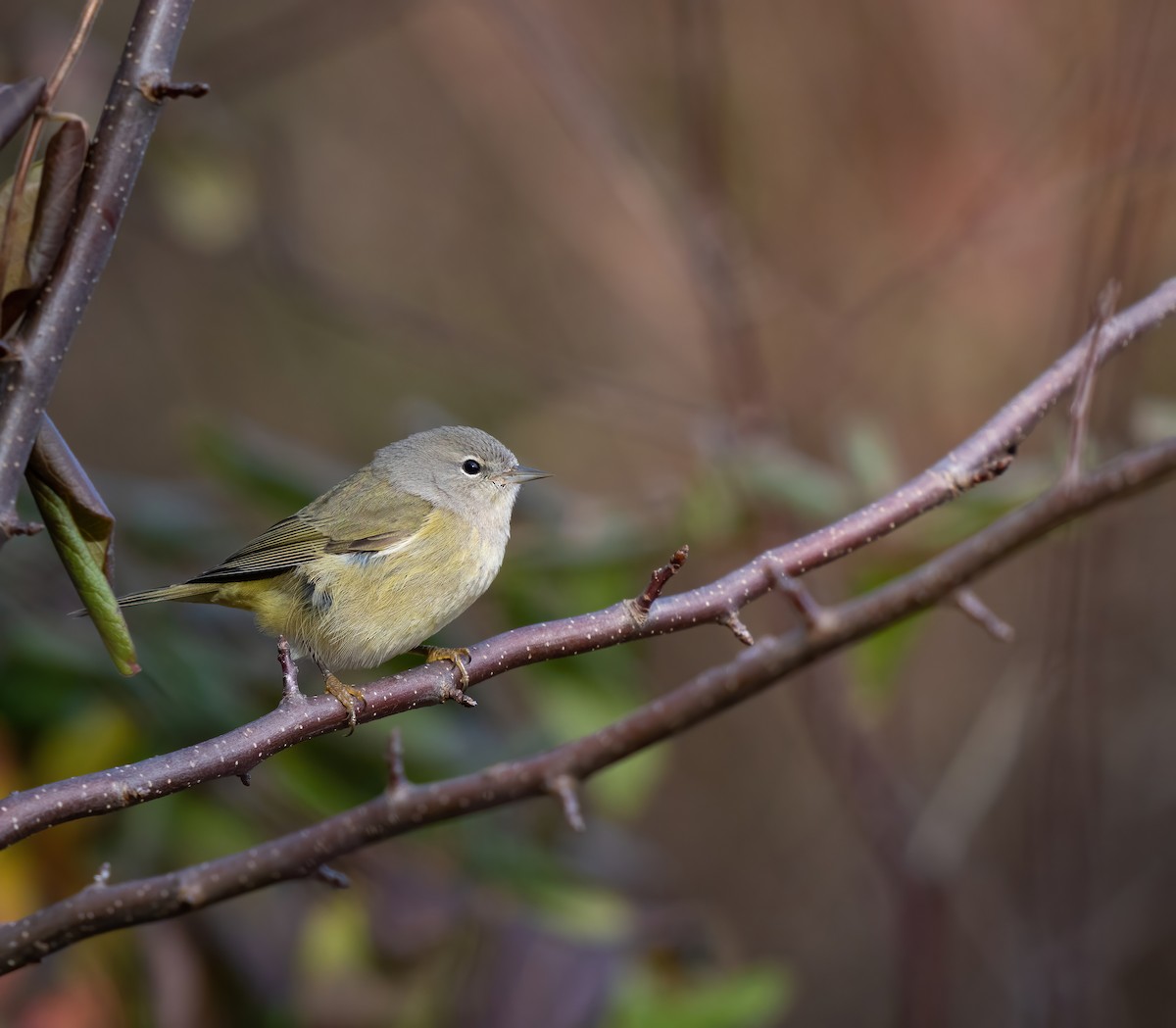 Orange-crowned Warbler - Erica Heusser