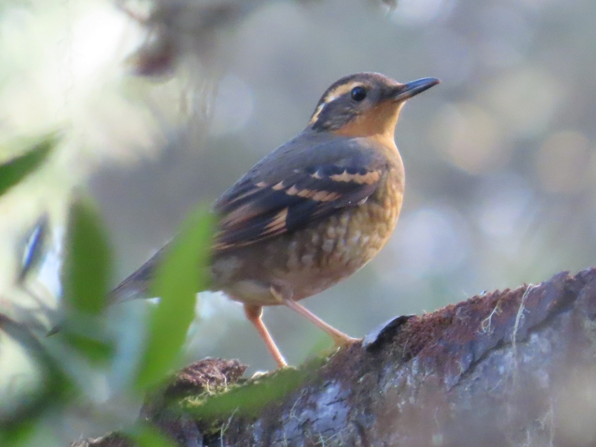 Varied Thrush - ML612137895